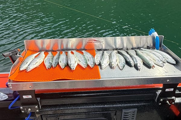 Kokanee Salmon