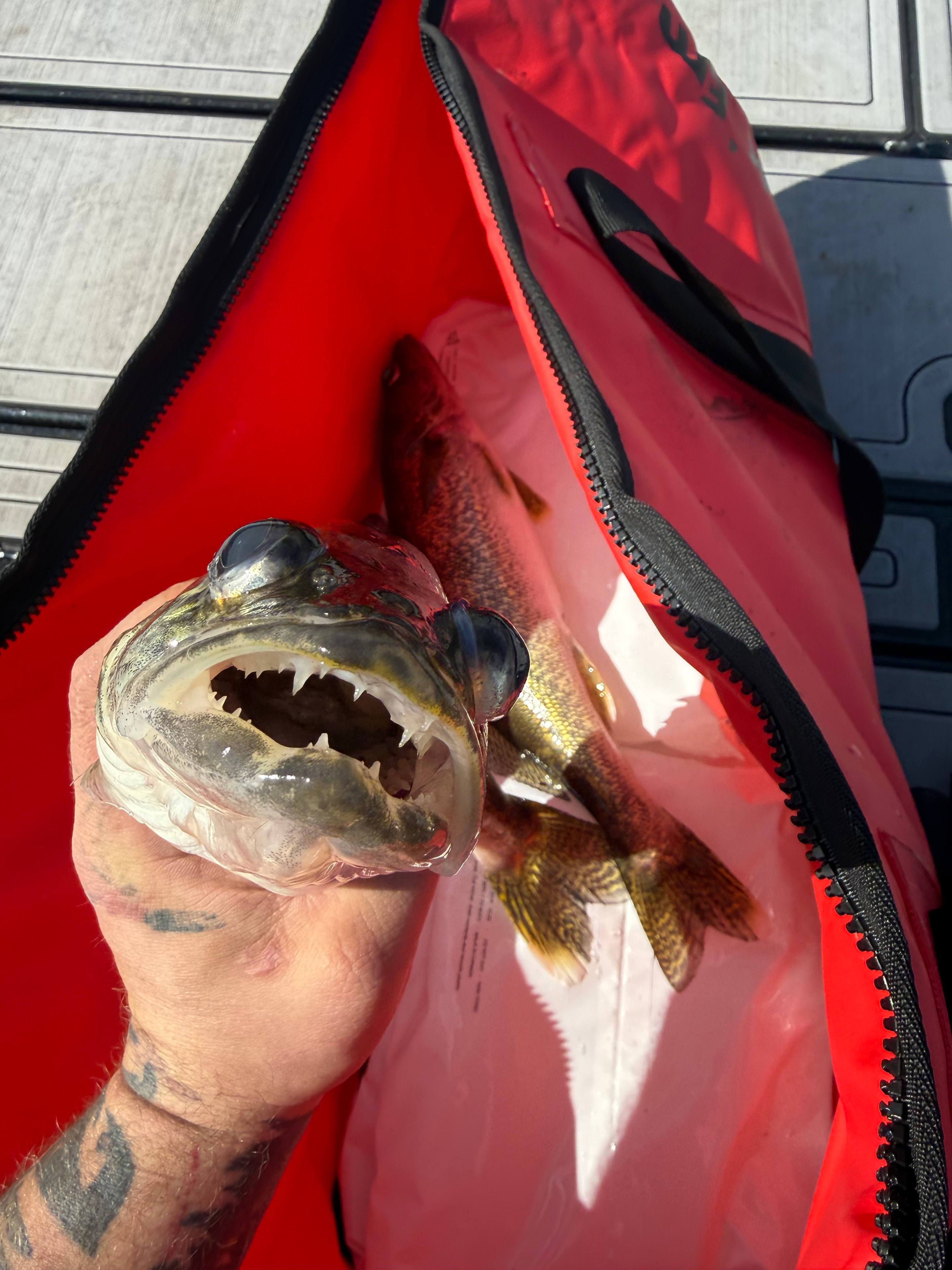 Walleye Fishing